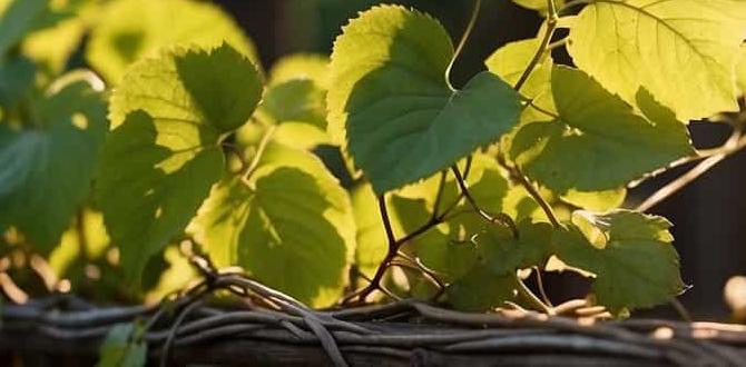 Common challenges with trellises trellis for gardening Common challenges with trellises trellis for gardening