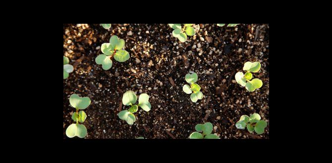 Common gardening applications for vermiculite vermiculite for gardens Common gardening applications for vermiculite vermiculite for gardens