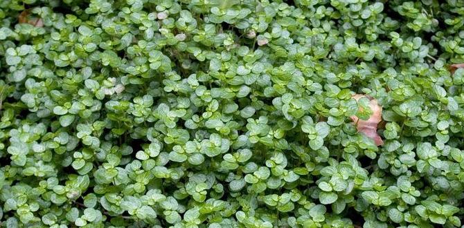 Common ground cover mistakes to avoid ground cover for gardens Common ground cover mistakes to avoid ground cover for gardens