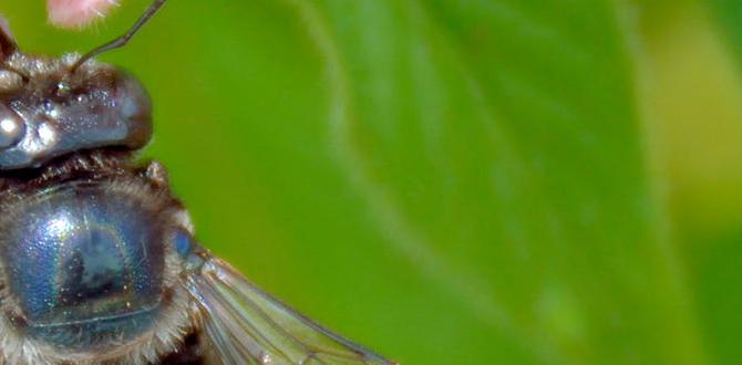 Common misconceptions about bee houses bee houses for gardens Common misconceptions about bee houses bee houses for gardens