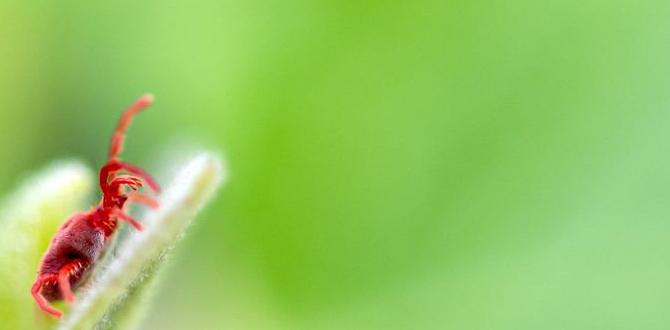 Common misconceptions about diatomaceous earth diatomaceous earth for gardens