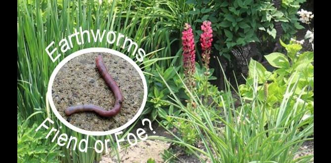 Common misconceptions about earthworms are earthworms good for gardens Common misconceptions about earthworms are earthworms good for gardens