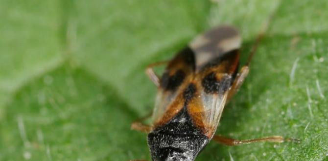 Common misconceptions about garden insects best insects for gardens Common misconceptions about garden insects best insects for gardens