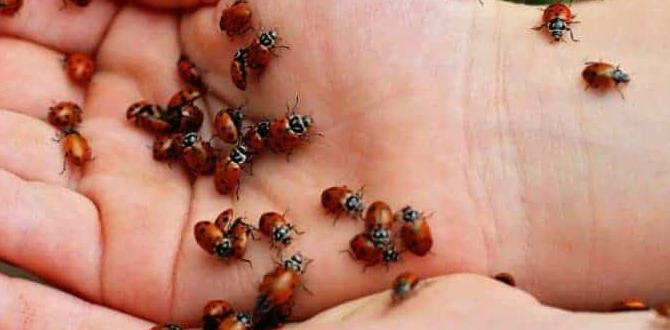 Common misconceptions about ladybugs ladybugs for gardening Common misconceptions about ladybugs ladybugs for gardening