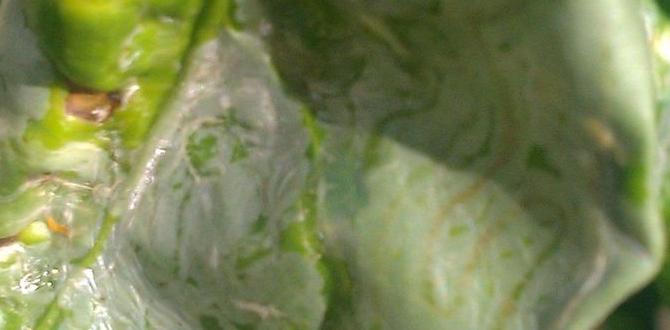Common misconceptions about lime in gardening lime for gardening Common misconceptions about lime in gardening lime for gardening
