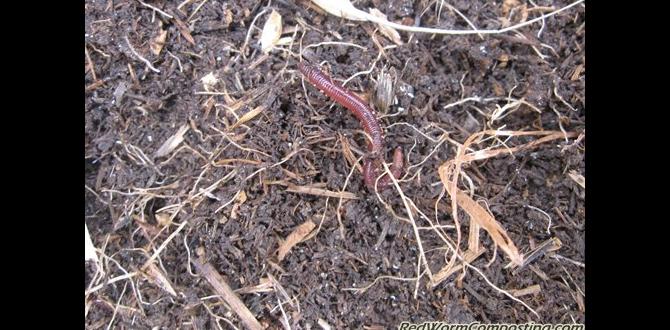 Common misconceptions about red worms in gardening are red worms good for gardens