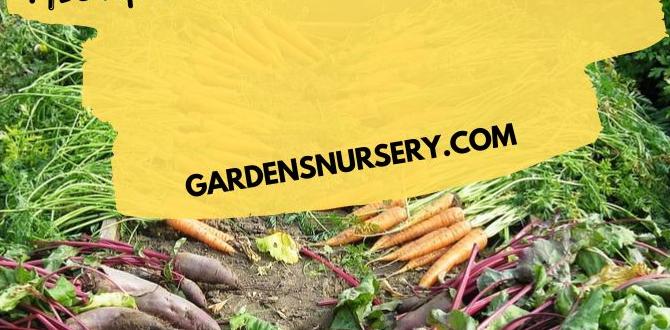Common mistakes to avoid fertilizer for vegetable gardens Common mistakes to avoid fertilizer for vegetable gardens