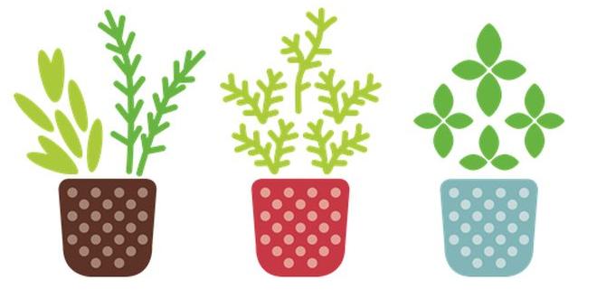 Common mistakes to avoid herbs gardening for beginners Common mistakes to avoid herbs gardening for beginners