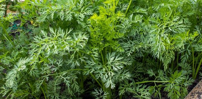 Common mistakes to avoid how to build raised beds for gardening