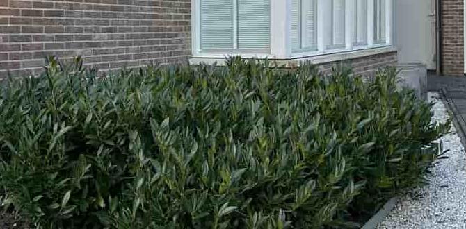 Common mistakes to avoid in gravel front gardens ideas for gravel front gardens