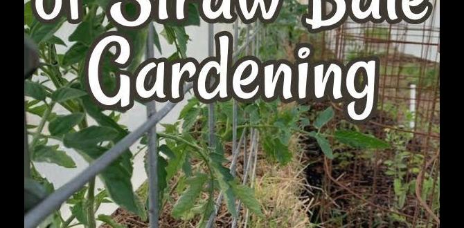 Common mistakes to avoid in straw bale gardening straw bale for gardening