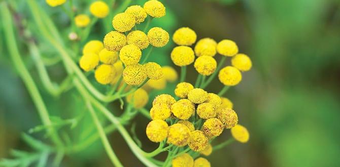 Common mistakes to avoid when using bug repellent plants bug repellent plants for gardens Common mistakes to avoid when using bug repellent plants bug repellent plants for gardens