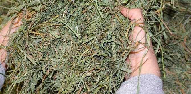 Common mistakes to avoid when using hay hay for gardening Common mistakes to avoid when using hay hay for gardening
