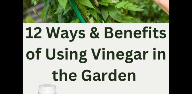 Common mistakes to avoid when using vinegar in gardening vinegar for gardening Common mistakes to avoid when using vinegar in gardening vinegar for gardening