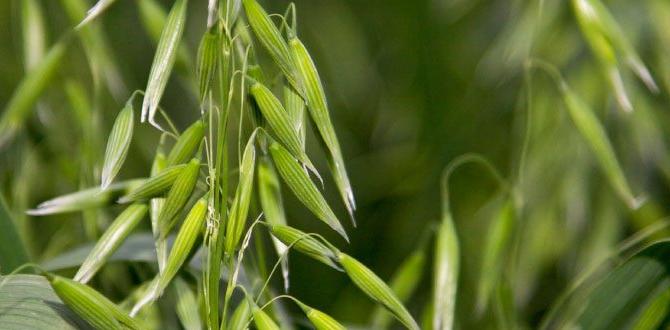 Common mistakes to avoid with cover crops spring cover crops for vegetable gardens Common mistakes to avoid with cover crops spring cover crops for vegetable gardens