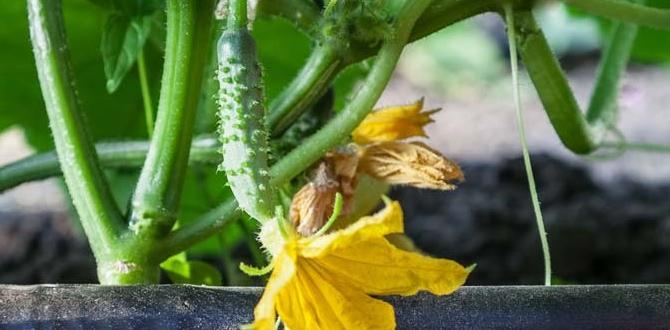 Common mistakes to avoid with drip irrigation kits drip irrigation kits for gardens Common mistakes to avoid with drip irrigation kits drip irrigation kits for gardens