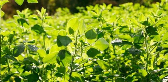 Common mistakes to avoid with fall cover crops fall cover crops for gardens Common mistakes to avoid with fall cover crops fall cover crops for gardens