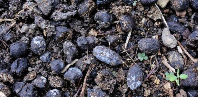 Common mistakes to avoid with goat manure goat manure for gardens
