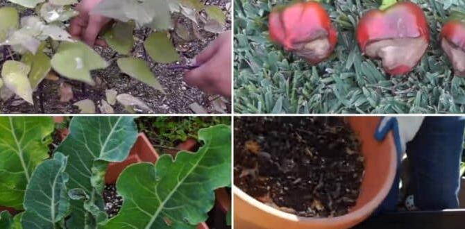 Common mistakes to avoid with trellises trellises for vegetable gardening