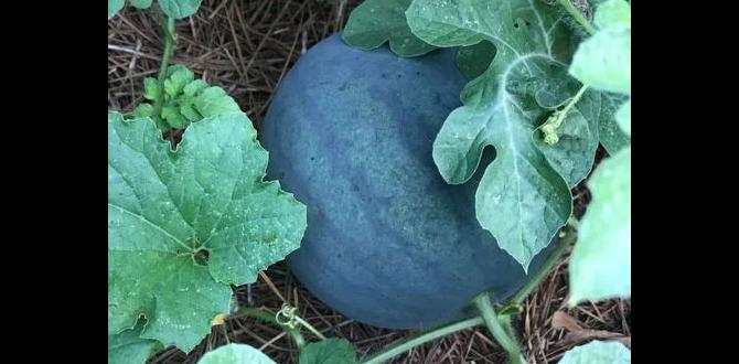 Common mistakes when using zone maps zone map for gardening
