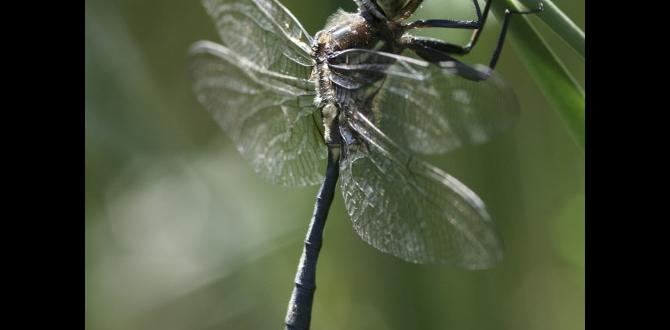 Common myths about dragonflies are dragonflies good for gardens Common myths about dragonflies are dragonflies good for gardens