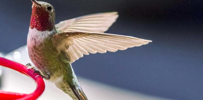 Common myths about hummingbirds are hummingbirds good for gardens Common myths about hummingbirds are hummingbirds good for gardens