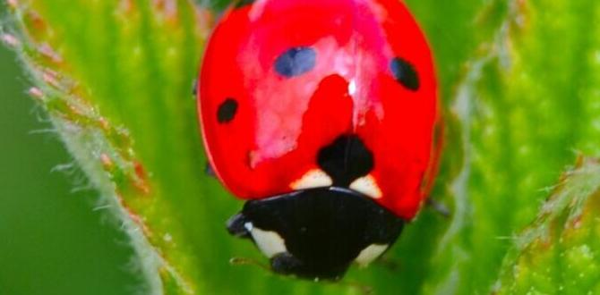 Common myths about ladybugs are ladybugs good for vegetable gardens Common myths about ladybugs are ladybugs good for vegetable gardens