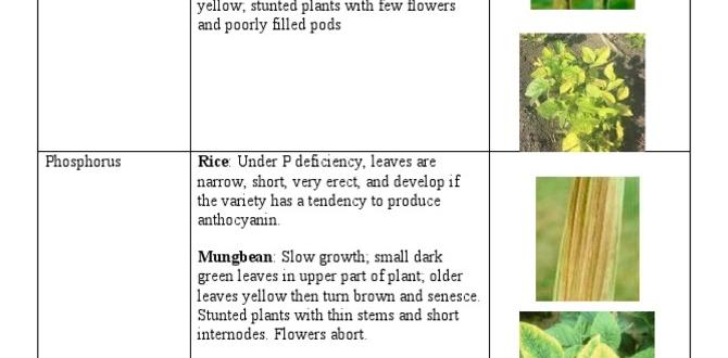 Common nutrient deficiency symptoms in vegetables nutrients for vegetable gardens Common nutrient deficiency symptoms in vegetables nutrients for vegetable gardens