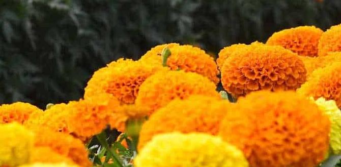 Common pests and diseases controlled by marigolds are marigolds good for vegetable gardens Common pests and diseases controlled by marigolds are marigolds good for vegetable gardens