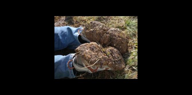Common pests and diseases in clay gardening clay for gardening