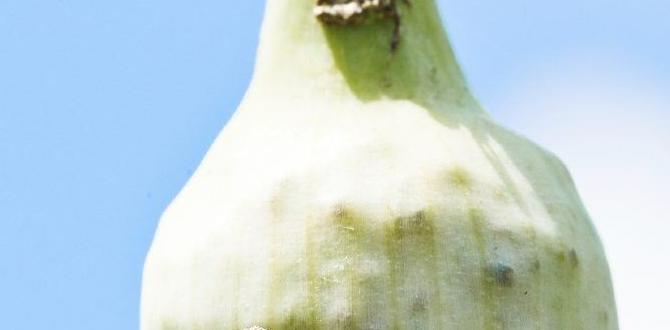 Common plant pests targeted by garlic spray how to make garlic spray for plants gardeners' world Common plant pests targeted by garlic spray how to make garlic spray for plants gardeners' world