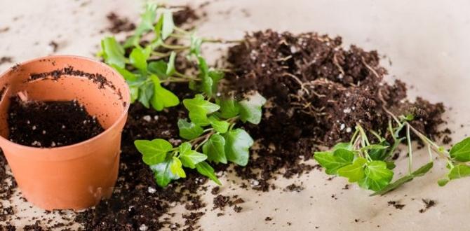 Common problems with potting mix potting mix for container gardening Common problems with potting mix potting mix for container gardening