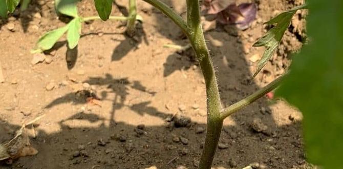 Common uses of baking soda in gardening baking soda for gardens Common uses of baking soda in gardening baking soda for gardens