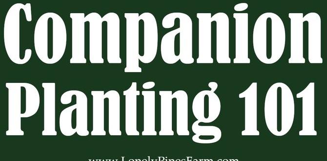 Companion planting for better yields best vegetables for beginner gardeners Companion planting for better yields best vegetables for beginner gardeners