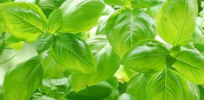 Companion planting for herbi gardens best ideas for herb gardens