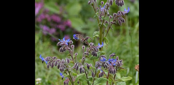 Companion planting for magical benefits gardening for witches
