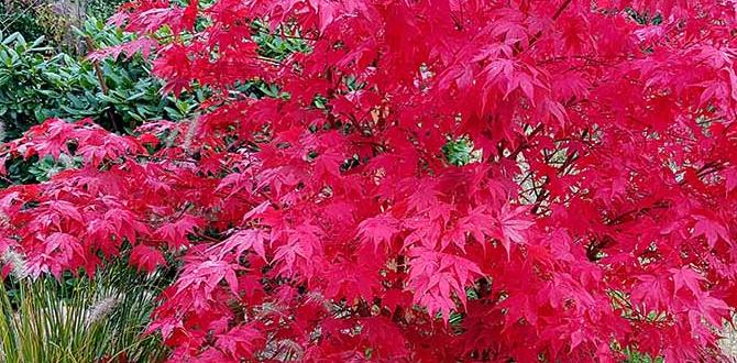 Companion planting in japanese gardens flowers for japanese gardens Companion planting in japanese gardens flowers for japanese gardens