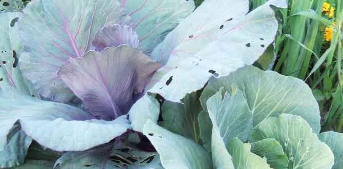 Companion planting strategies gardening ideas for vegetables Companion planting strategies gardening ideas for vegetables
