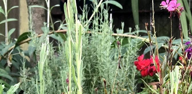Companion planting with herbs goog ideas for small herb gardens Companion planting with herbs goog ideas for small herb gardens