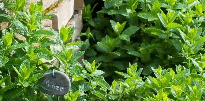 Companion planting with herbs ideas for herb gardens Companion planting with herbs ideas for herb gardens