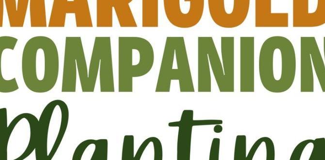 Companion planting with marigolds are marigolds good for gardens