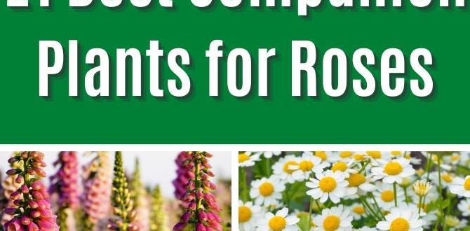 Companion planting with roses ideas for rose gardens Companion planting with roses ideas for rose gardens
