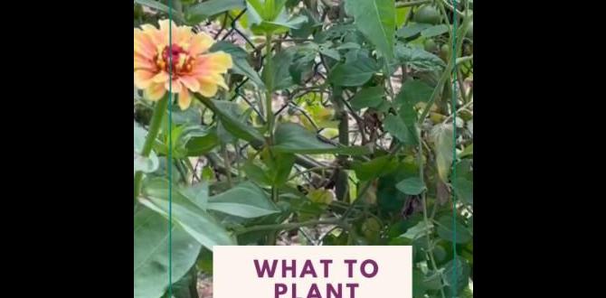 Companion planting with zinnias are zinnias good for vegetable gardens