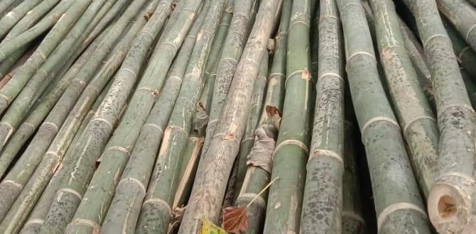 Comparing bamboo poles with other materials bamboo poles for gardening Comparing bamboo poles with other materials bamboo poles for gardening