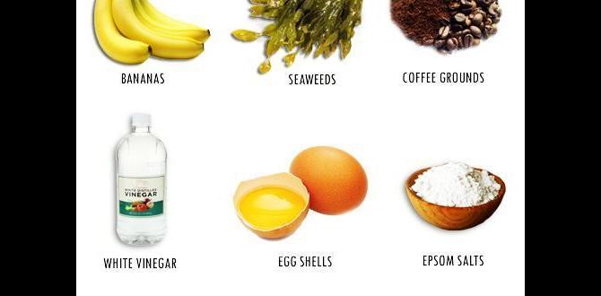 Comparing chicken fertilizer with other types of fertilizers chicken fertilizer for gardens Comparing chicken fertilizer with other types of fertilizers chicken fertilizer for gardens