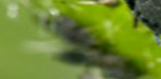 Comparing hydrogen peroxide to other gardening solutions hydrogen peroxide for gardening