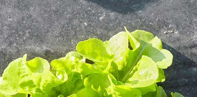 Comparing mulch types for vegetables is mulch good for vegetable gardens Comparing mulch types for vegetables is mulch good for vegetable gardens