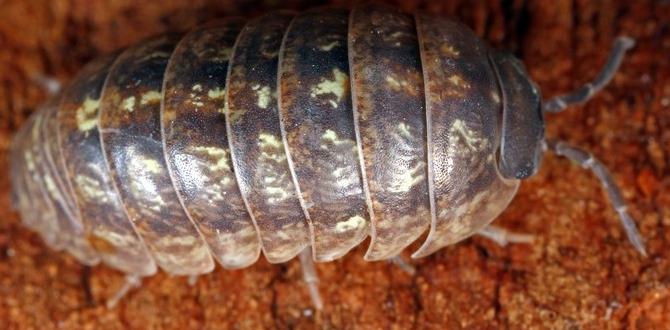 Comparing pill bugs to other garden invertebrates are pill bugs good for gardens Comparing pill bugs to other garden invertebrates are pill bugs good for gardens