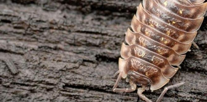 Comparing pill bugs to other garden pests are pill bugs bad for gardens