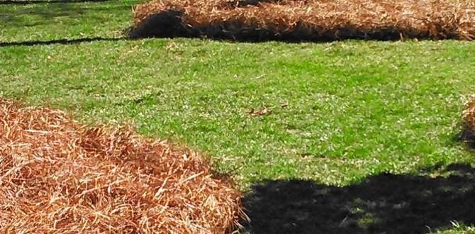 Comparing pine straw to other mulching materials is pine straw good for vegetable gardens Comparing pine straw to other mulching materials is pine straw good for vegetable gardens